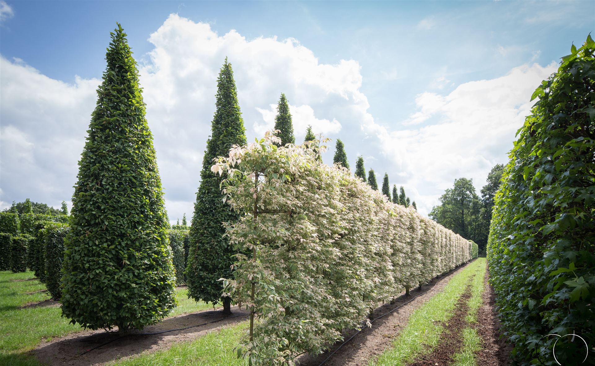 Acer negunda Flamingo Spalier